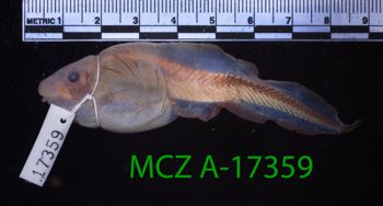 Media type: image;   Herpetology A-17359 Description: Specimen photo;  Aspect: whole body lateral
